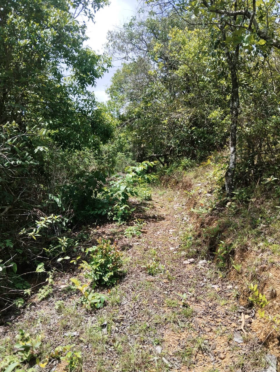 For sale malki bena, ( a hill type land ) Elevated land.  Good for resorts or agriculture